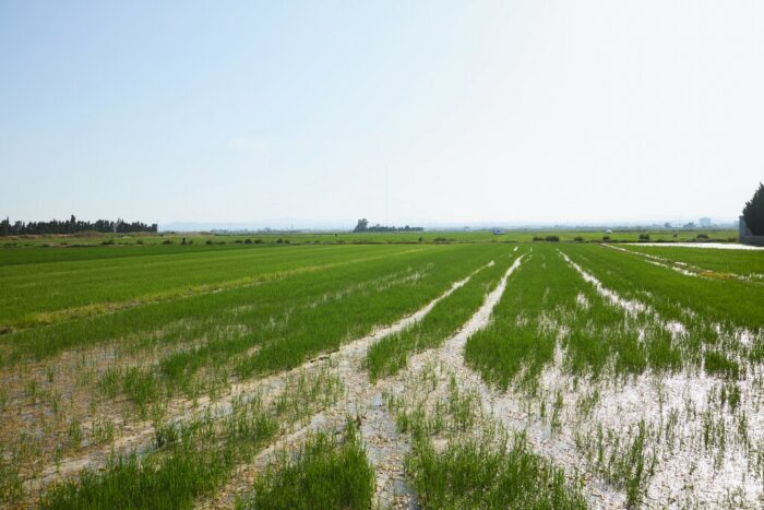València supera los 9 metros cuadrados de zonas verdes por habitante y consolida su liderazgo ambiental en Europa