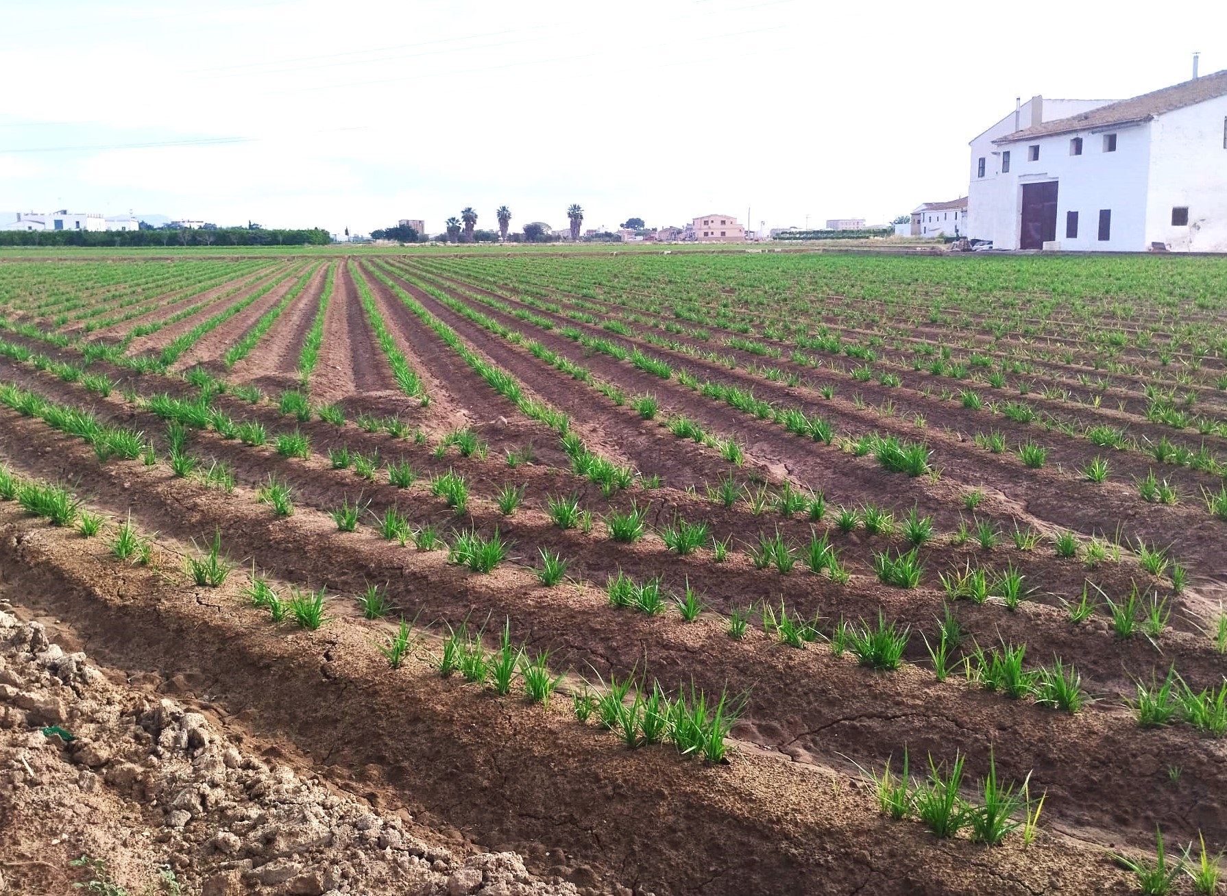 huerta2
