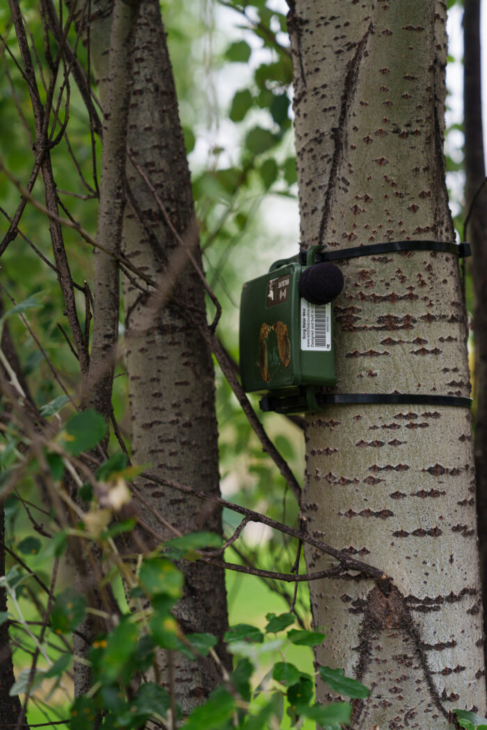 València impulsa Biosoundscape, el primer mapa de biodiversidad sonora urbana dentro del Sandbox