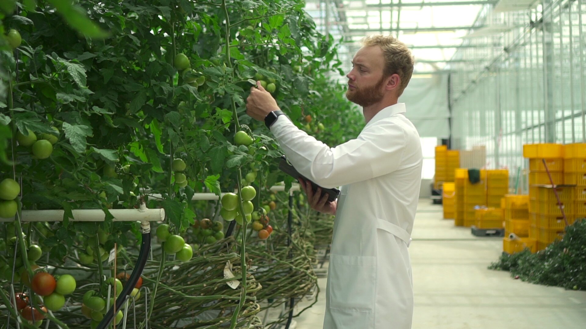 Persona revisando cultivo de interior