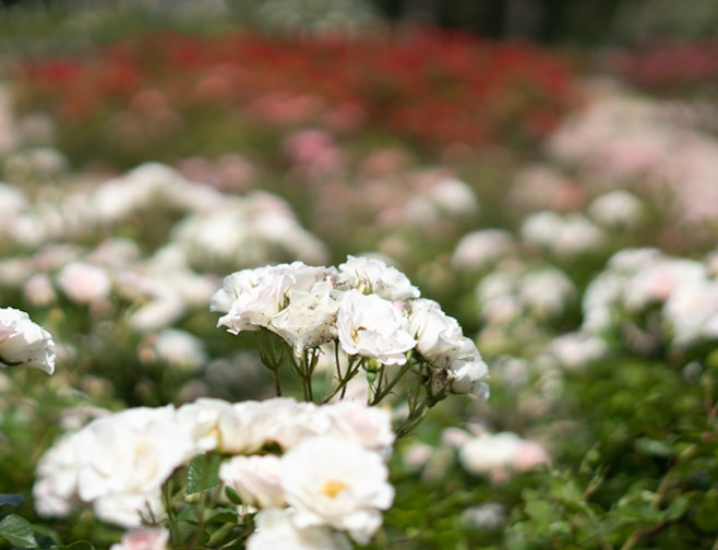 Flores blancas